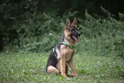 Stella – Deutscher Schäferhund – Bild 2