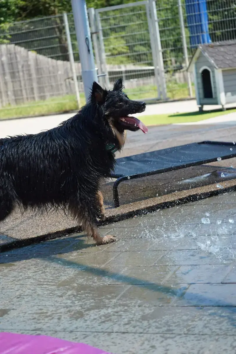 Kiki -  - Bild 6