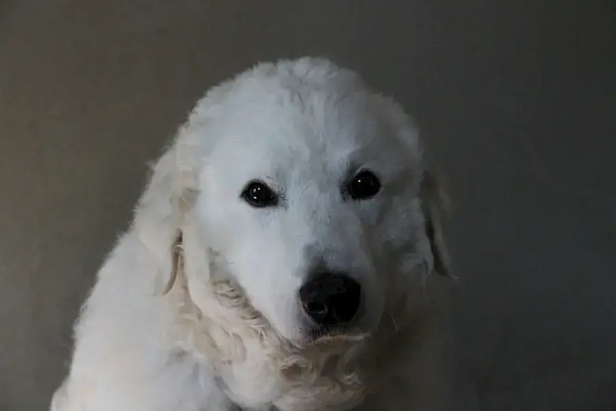 Teddy -  - Bild 3