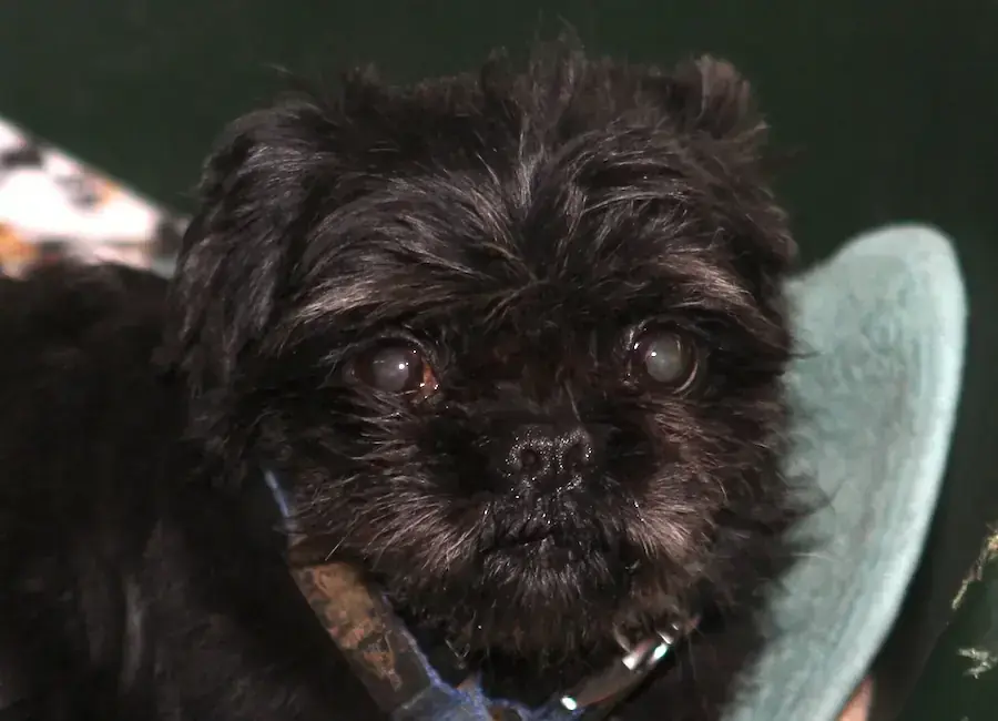 Betty - Shih Tzu - Bild 6