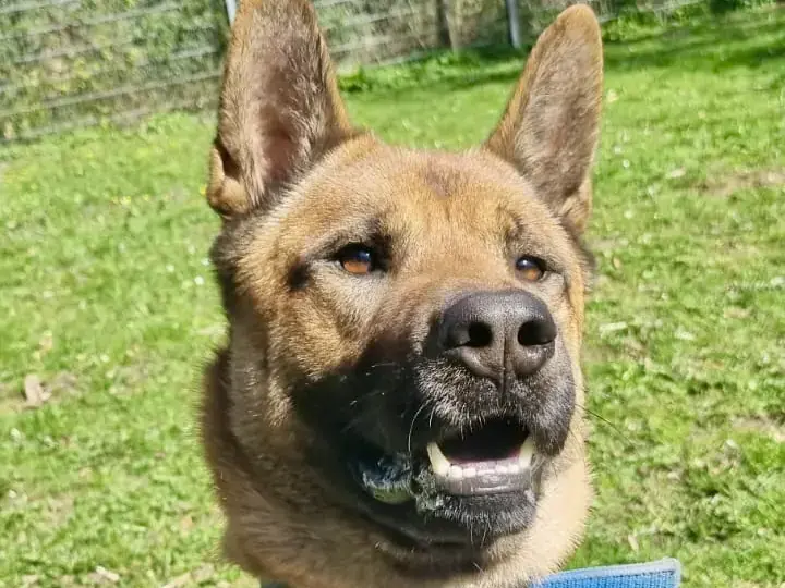 Carlo - Akita - Bild 1