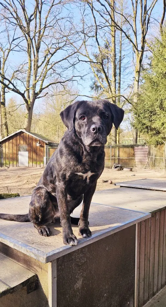 Ulla - Cane Corso Italiano - Bild 1
