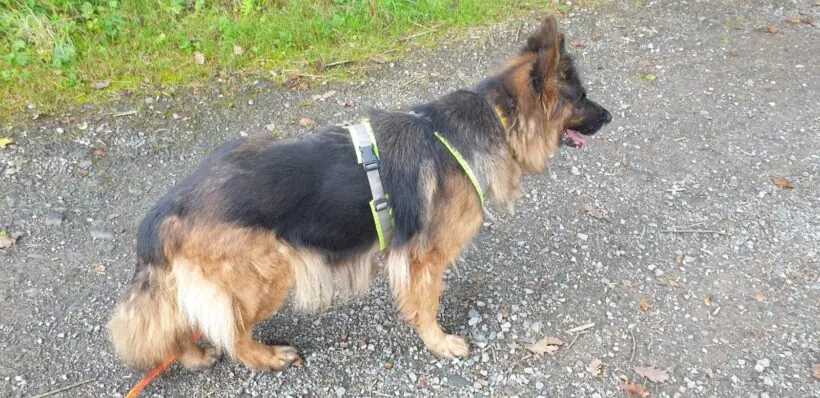 Bonnie - Deutscher Schäferhund - Bild 1