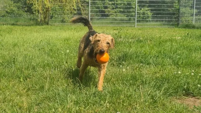 Kalle -  - Bild 1