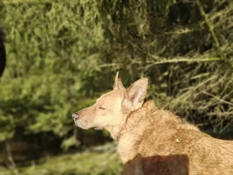 Zira – Hund – Bild 18