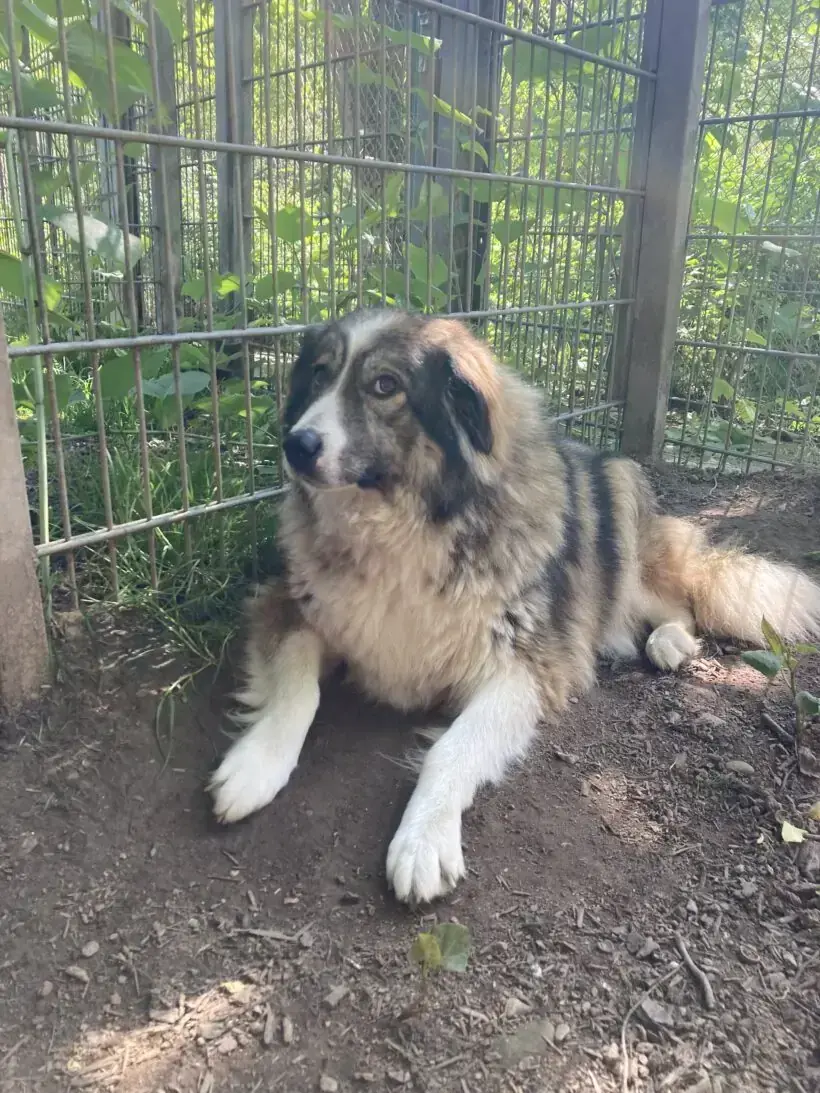 Hund Aori
