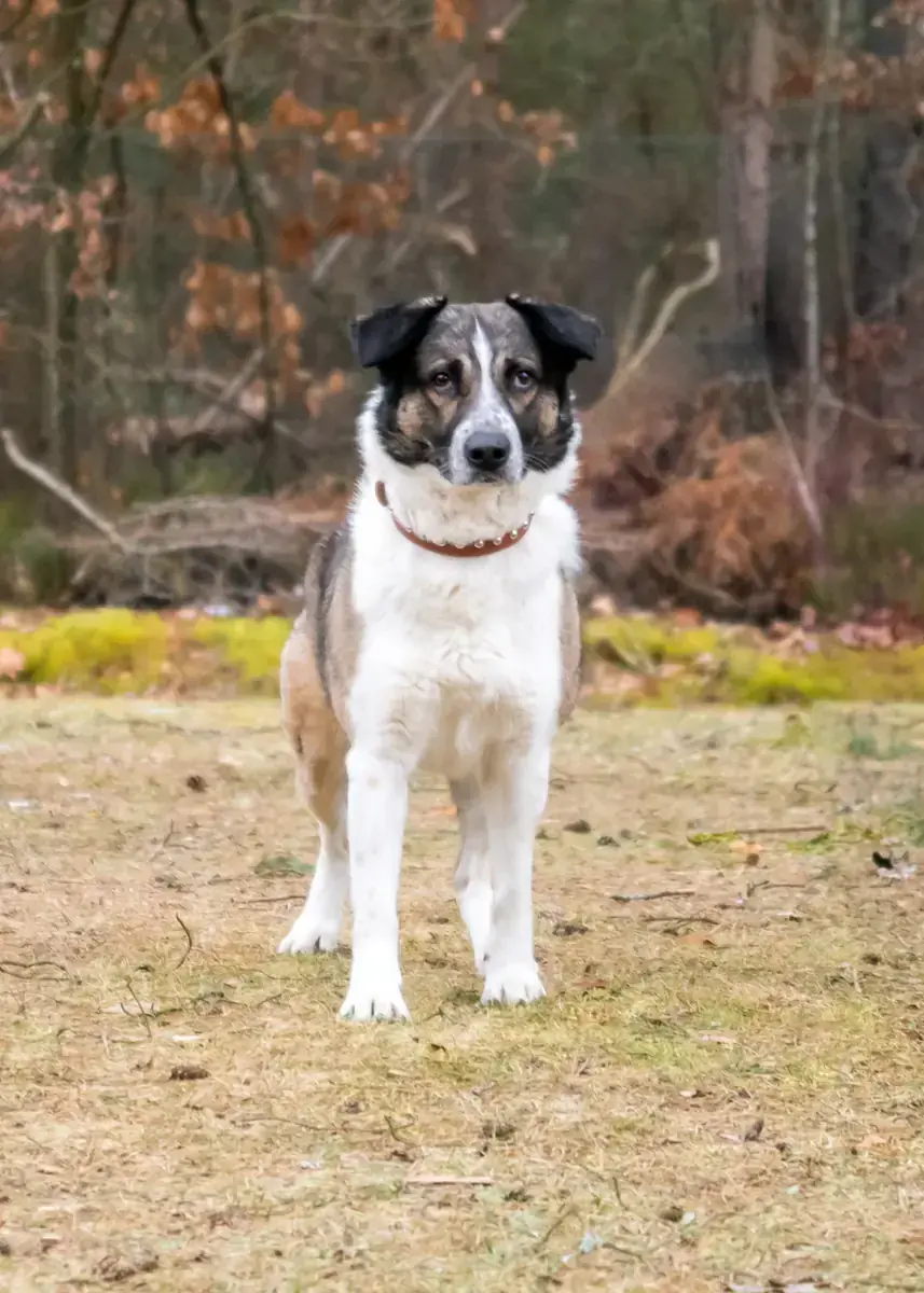 Kalle -  - Bild 4