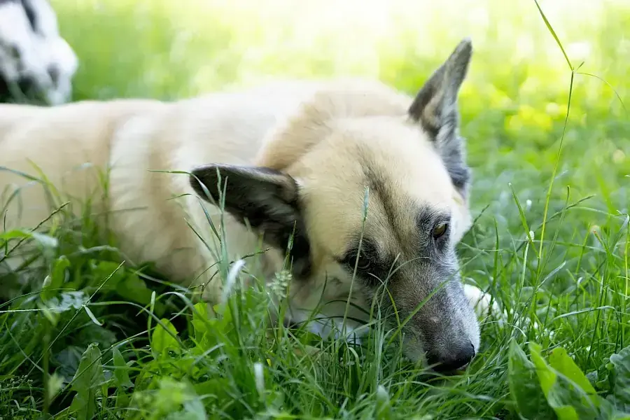 Chester - Deutscher Schäferhund - Bild 9