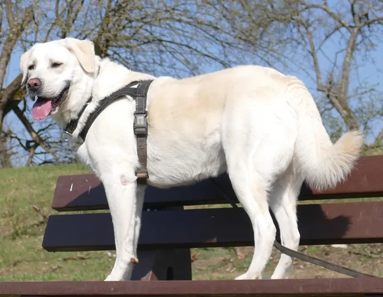 Bruno - Labrador Retriever - Bild 2