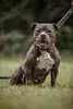 Bobby – Hund – Bild 3