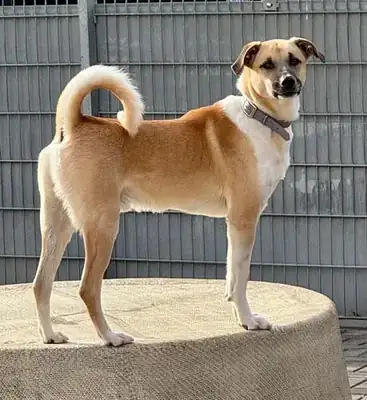 Rocky – Hund – Bild 3