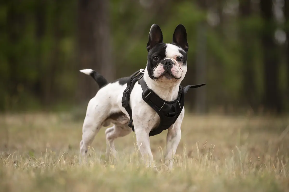 Rüdiger - Französische Bulldogge - Bild 3