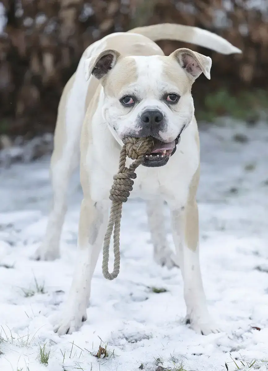 Chopper - Deutscher Boxer - Bild 4