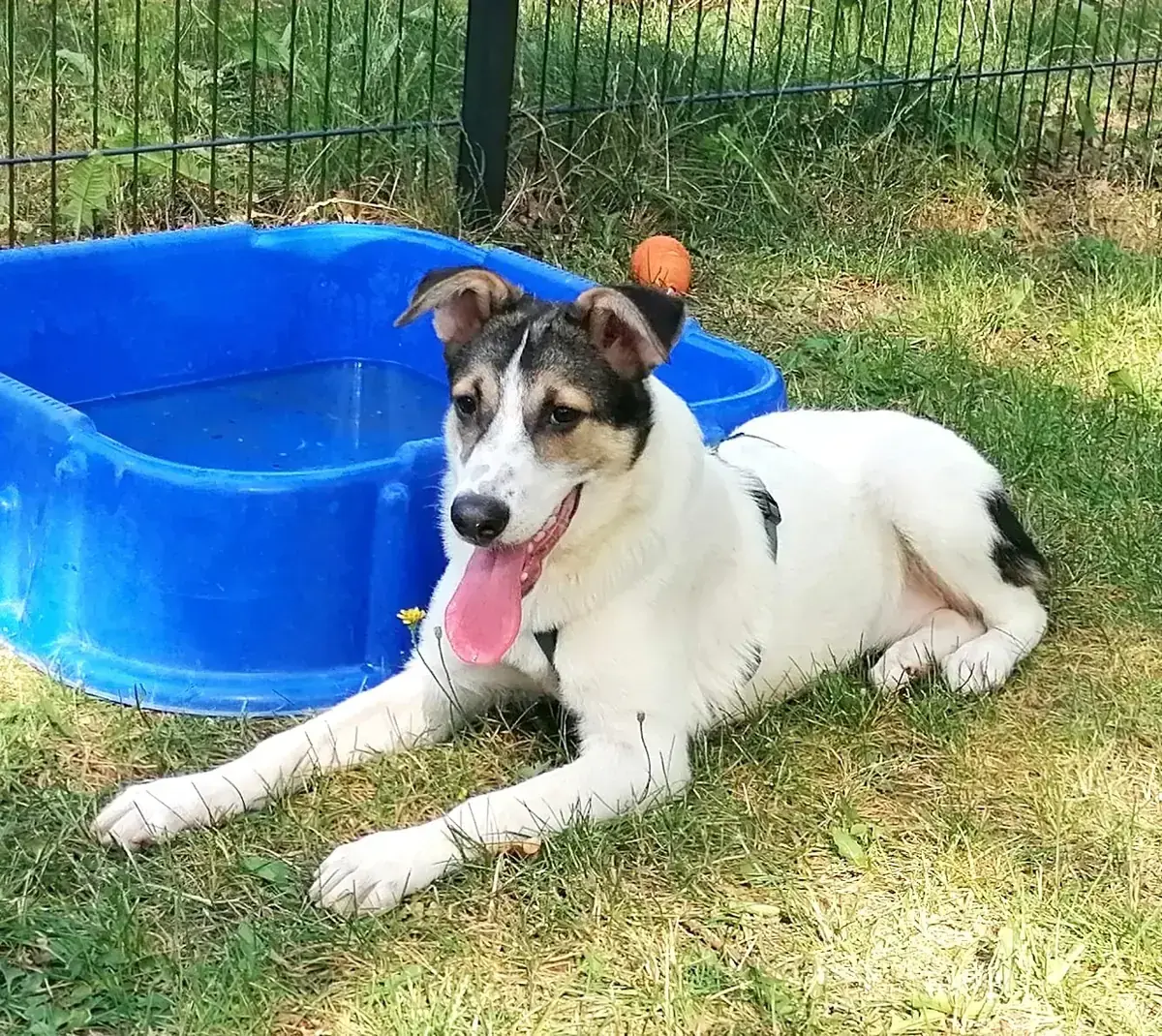 Laika -  - Bild 3