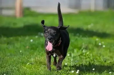 Strolchi – Deutscher Pinscher – Bild 2