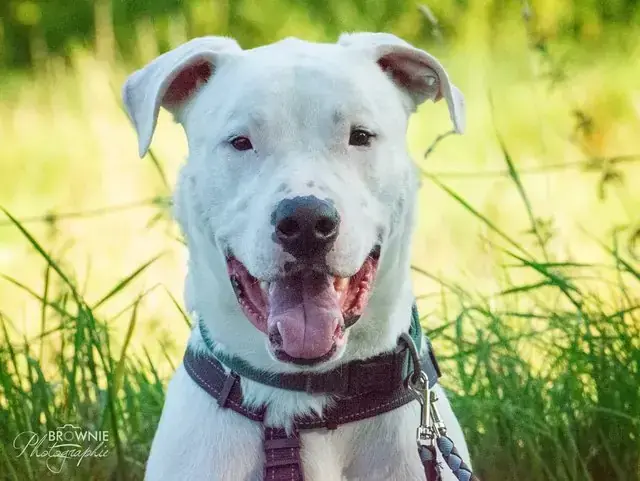 Bones - Dogo Argentino - Bild 11