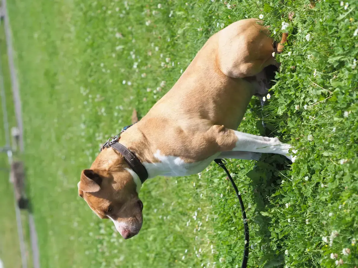 Chapo -  - Bild 4