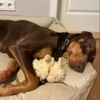Dobermann Max