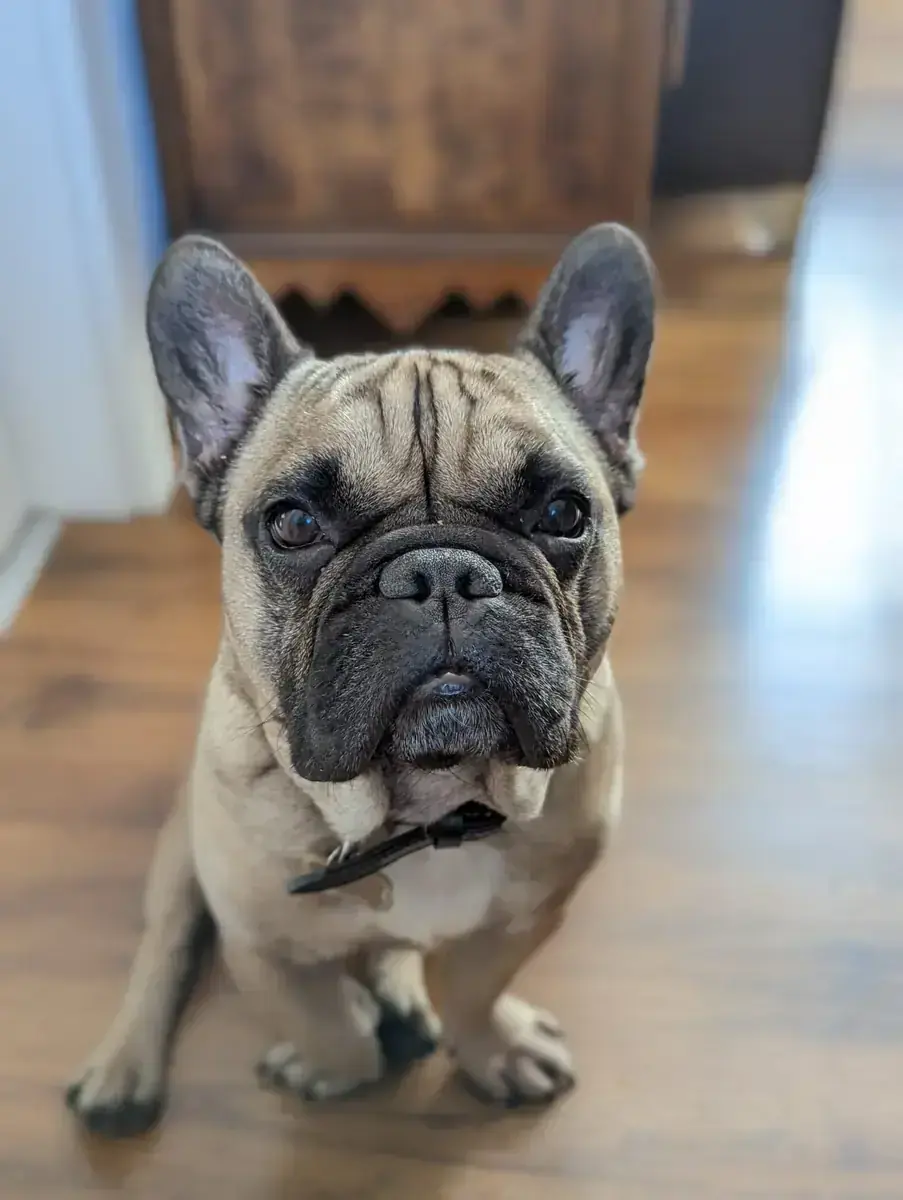 Französische Bulldogge Romeo