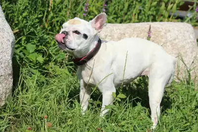 Dolly – Französische Bulldogge – Bild 6