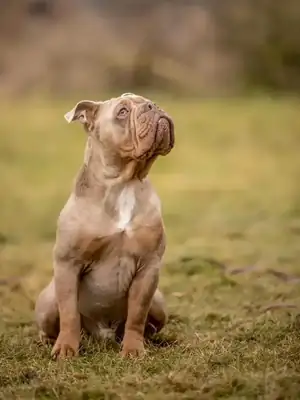 Aramis – Englische Bulldogge – Bild 4