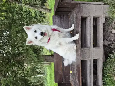 Ava – Hund – Bild 3