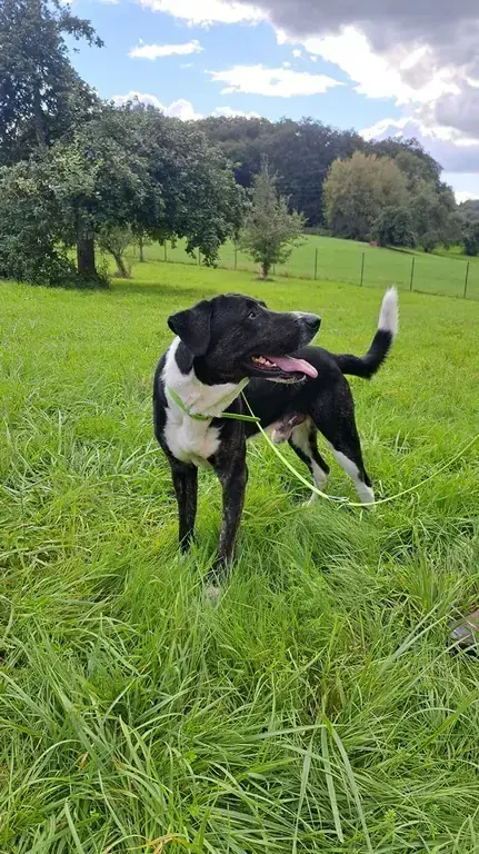 Goliath -  - Bild 1