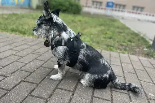 Benji - Chihuahua - Bild 1