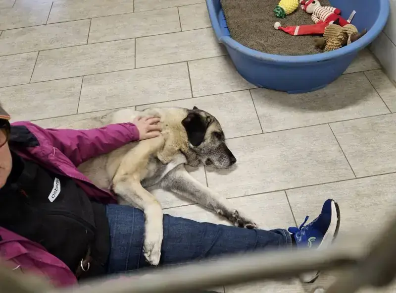 Naz - Kangal-Hirtenhund - Bild 4