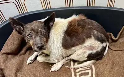 Jochen – Hund – Bild 27
