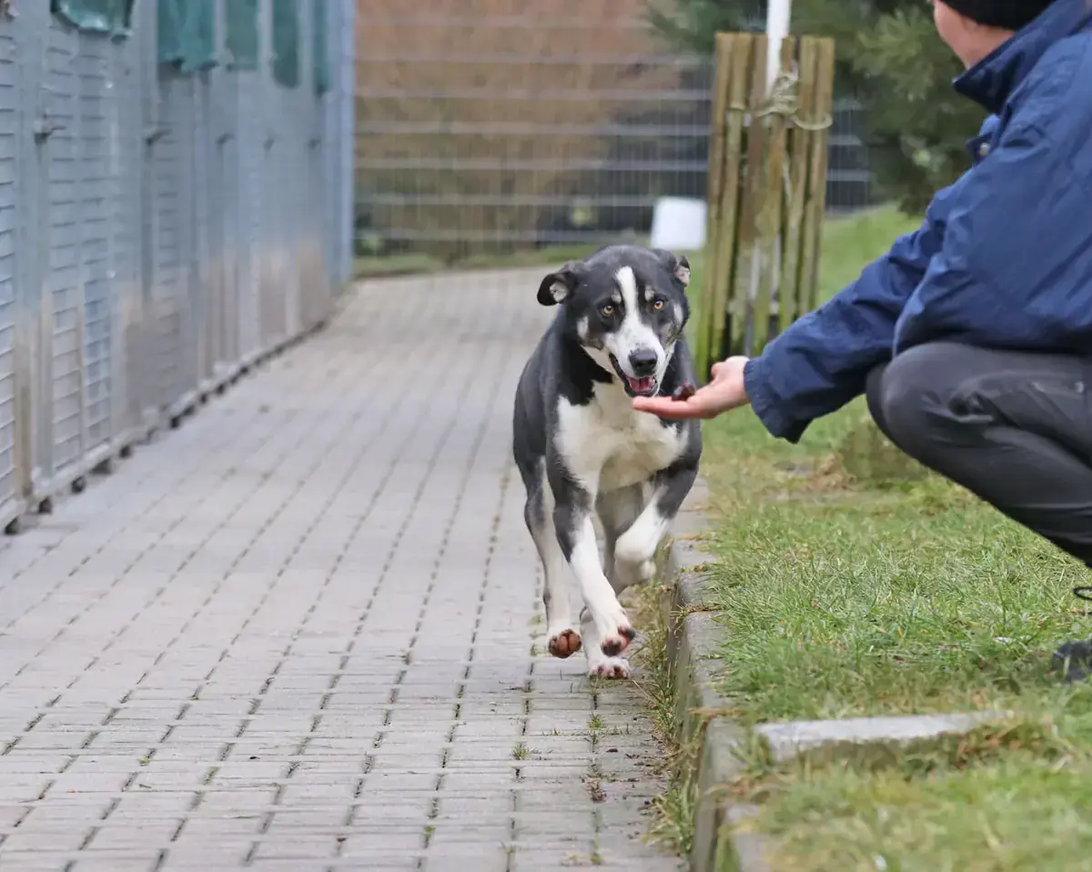 Buddy -  - Bild 5