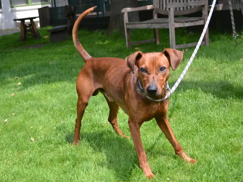 Murphy - Deutscher Pinscher - Bild 2