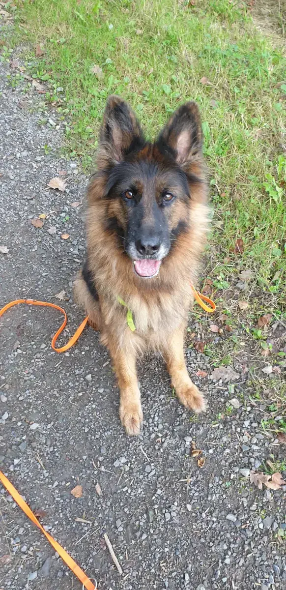 Bonnie - Deutscher Schäferhund - Bild 6