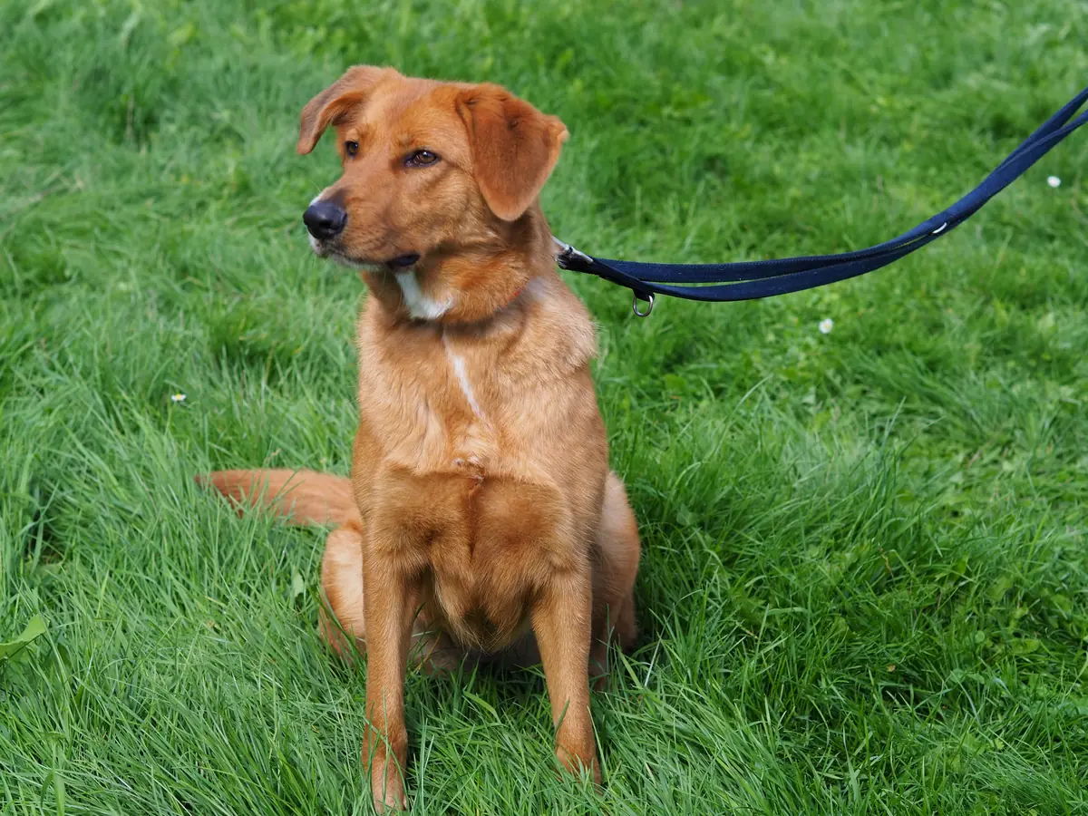 Sandy -  - Bild 1