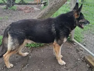 Boris - Deutscher Schäferhund - Bild 2