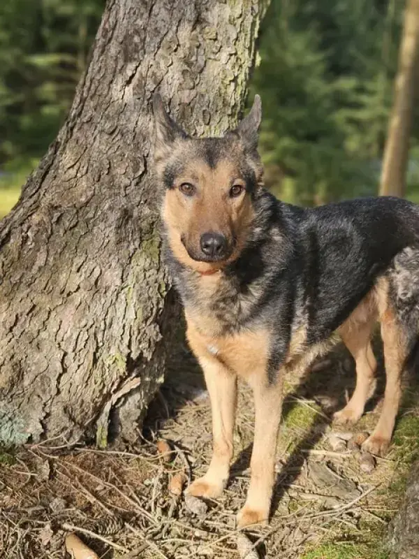 Lando -  - Bild 29
