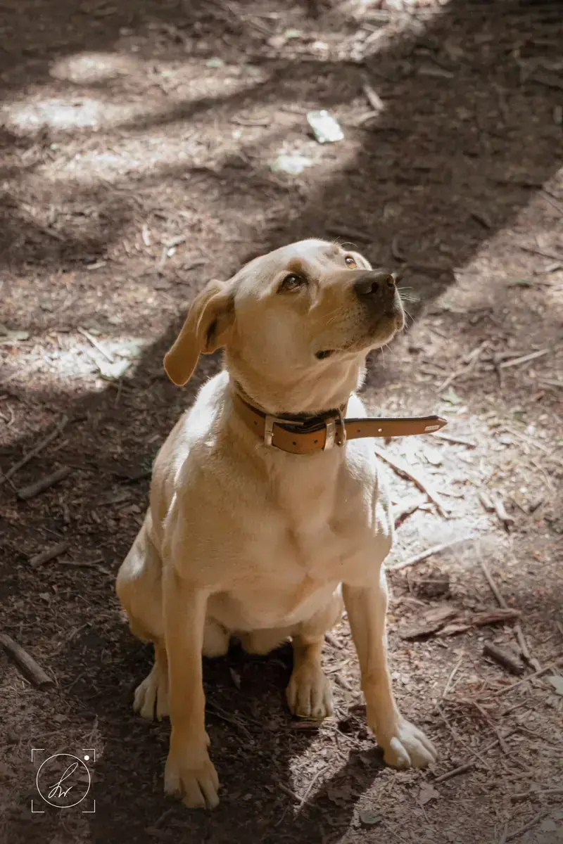 Lina - Labrador Retriever - Bild 6