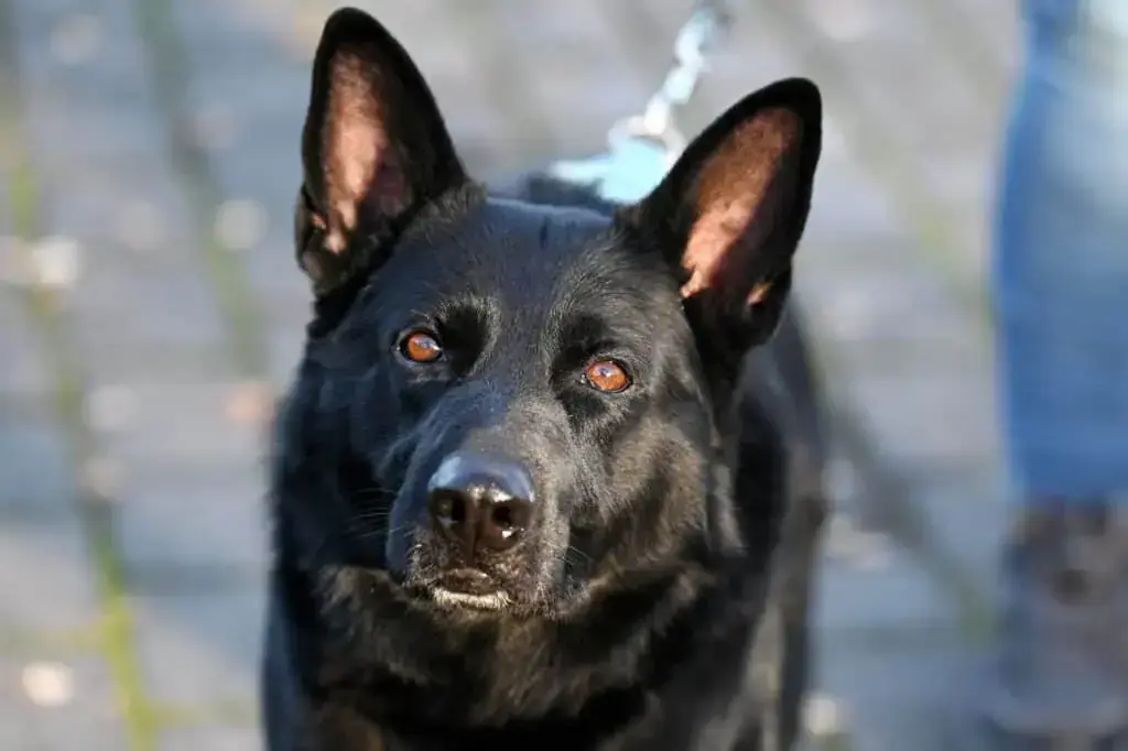 Hund Negos