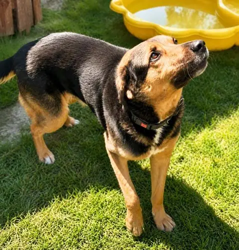 Bilbo -  - Bild 4