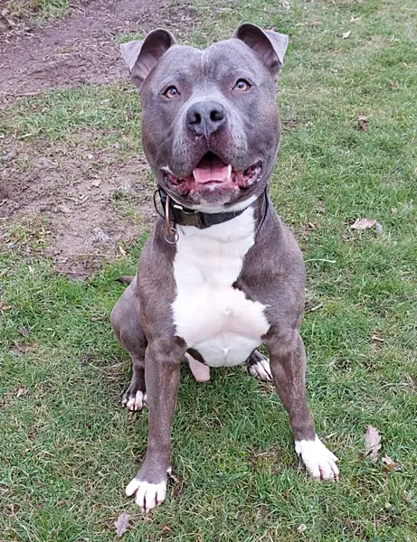 Chapo - American Staffordshire Terrier - Bild 1