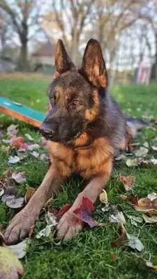 Jonny – Deutscher Schäferhund – Bild 5