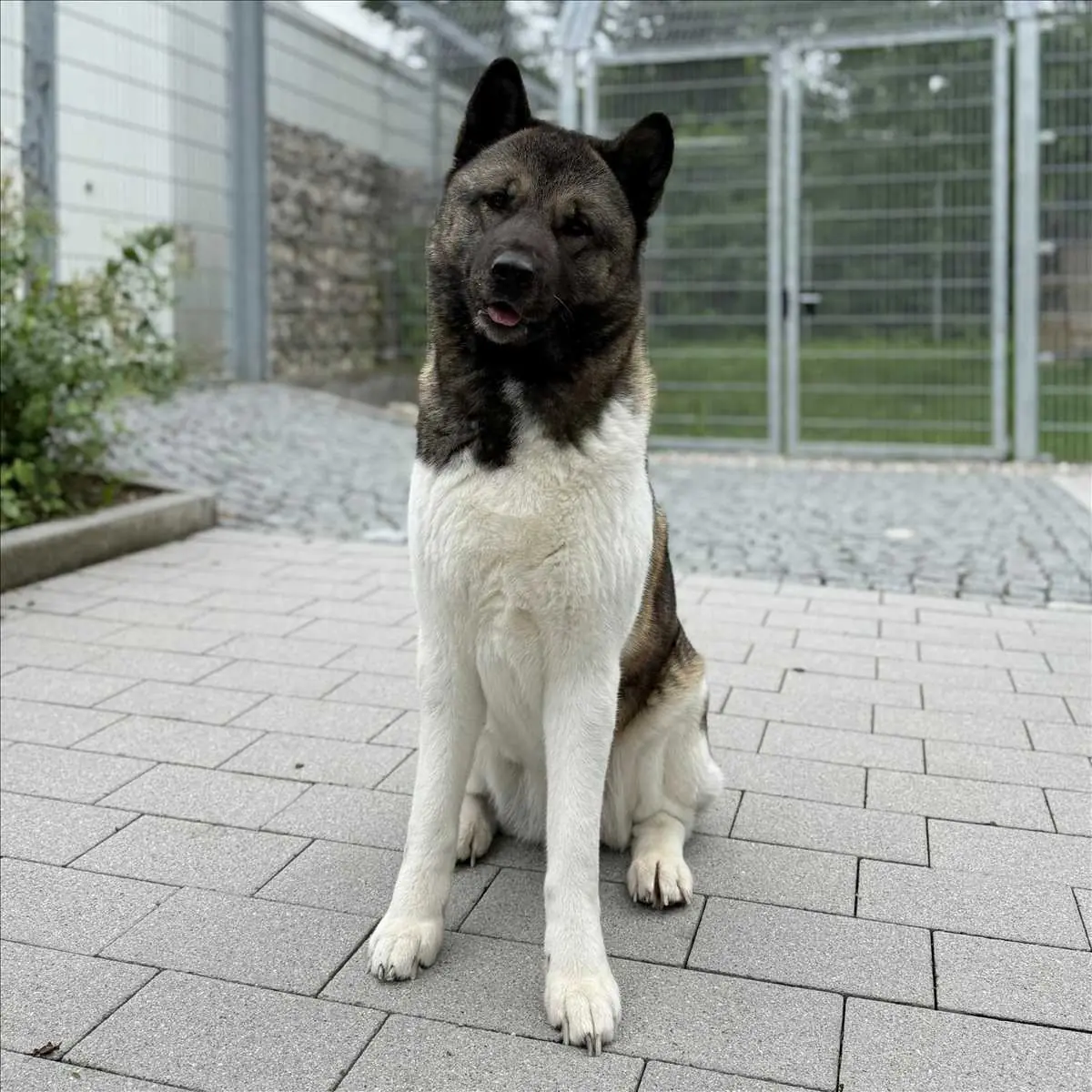SKY - Akita - Bild 1