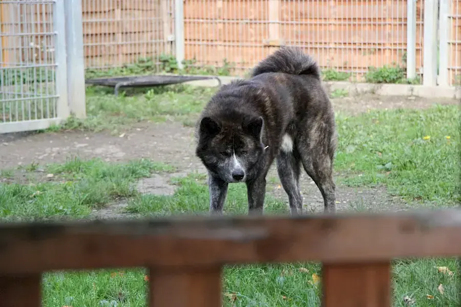 Thor - Akita - Bild 8