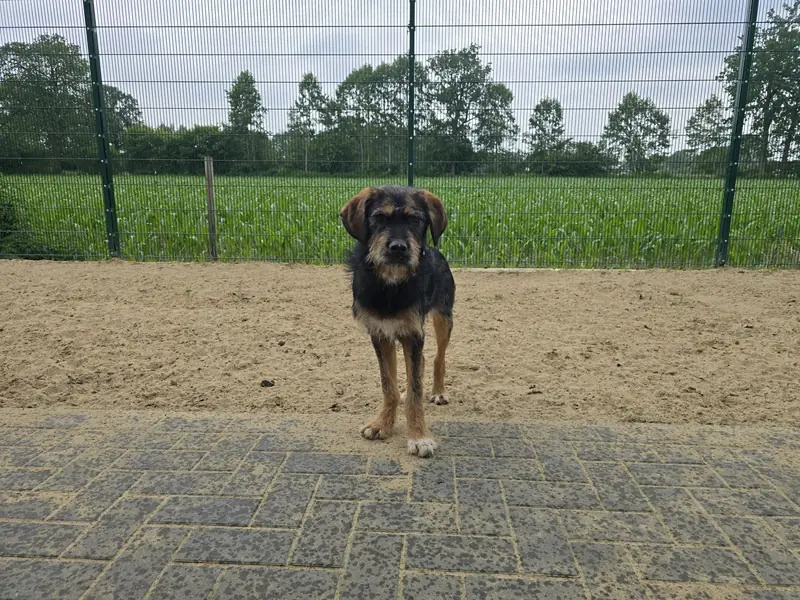 Cooper -  - Bild 3
