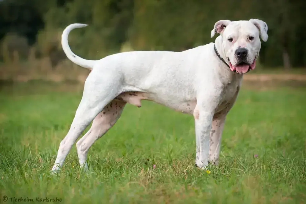 Diego - Dogo Argentino - Bild 2