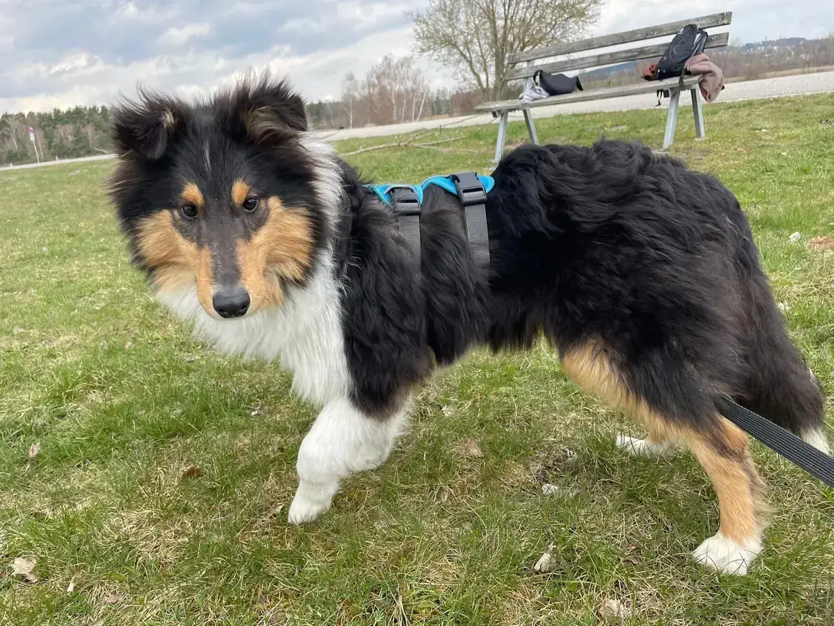 Buscuit - Border Collie - Bild 1