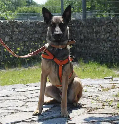 MIKE – Belgischer Schäferhund – Bild 2