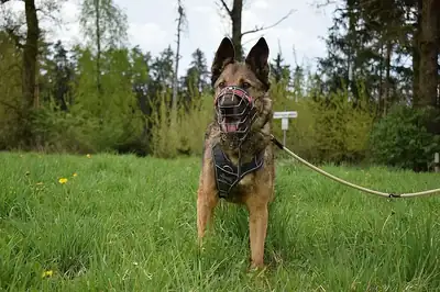 Mexx – Belgischer Schäferhund, Deutscher Schäferhund – Bild 5