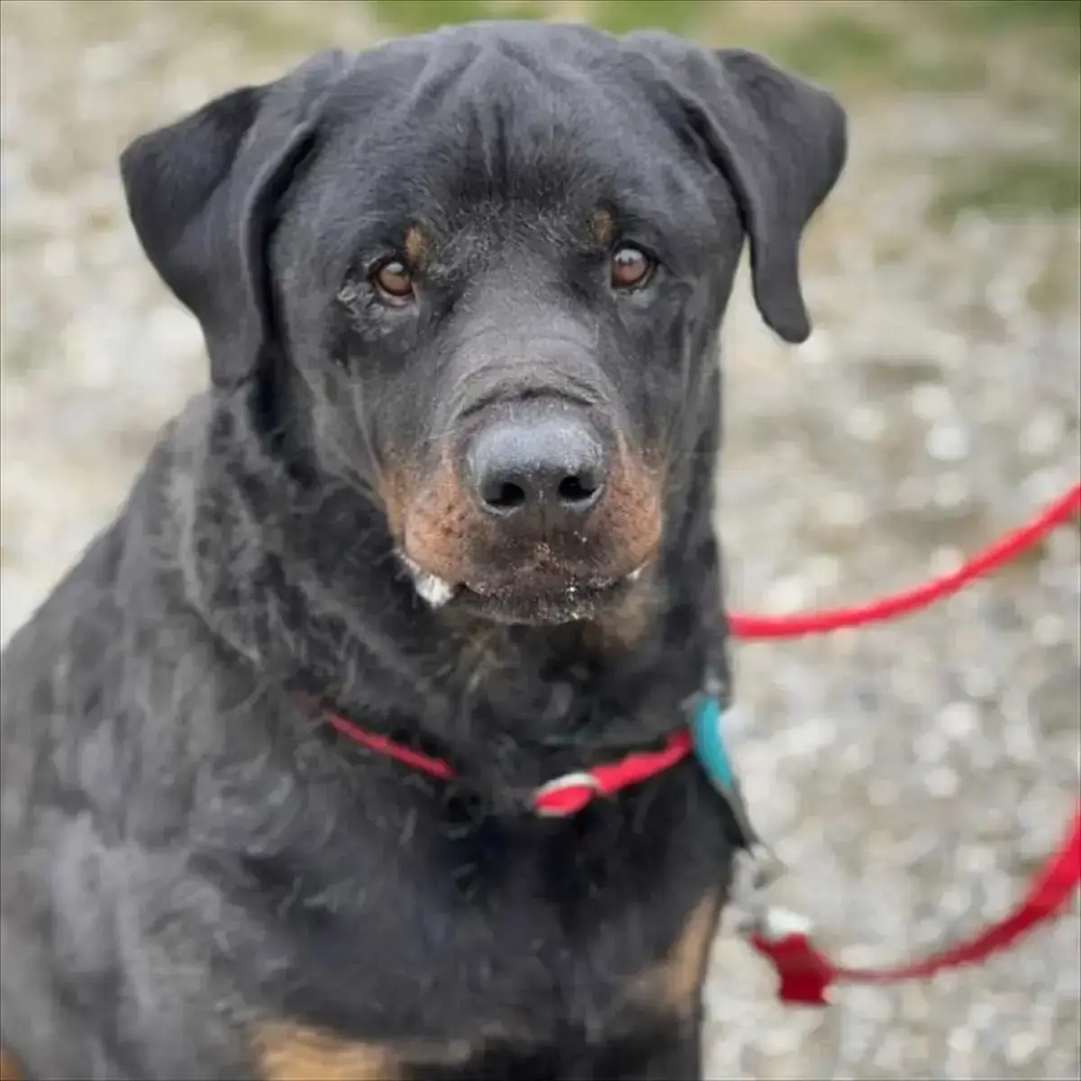 Rottweiler-Mix PABLO
