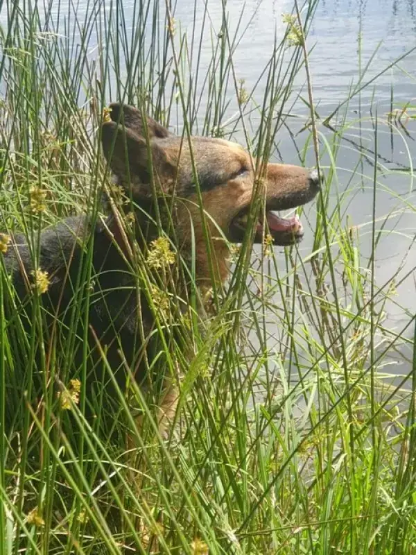 Lando -  - Bild 18